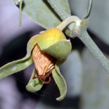 Jojoba