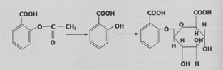 Metabolizam aspirina (reakcija konjugacije)