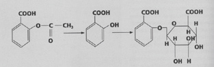 Metabolizam aspirina (reakcija konjugacije) Metabolizam aspirina (reakcija konjugacije)
