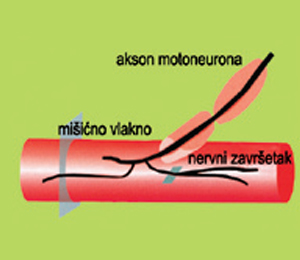 Misicno vlakno - mesto delovanja