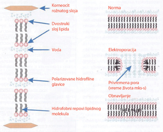 Model formiranja pora u dvostrukom sloju lipida