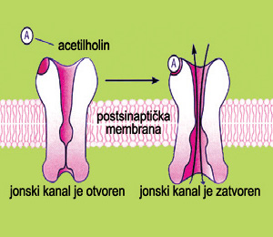Shema delovanja jonotropnih (nikotinskih) receptora