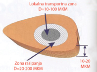 Zona propustljivosti prilikom elektroporacije, lokalna transportna zona